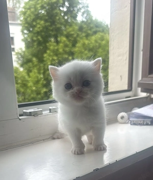 Süße BKH   BLH Kitten.  