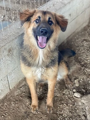  Hilda, geb. ca. 04 2025, lebt in GRIECHENLAND, im städt. Tierheim Serres Bild 5