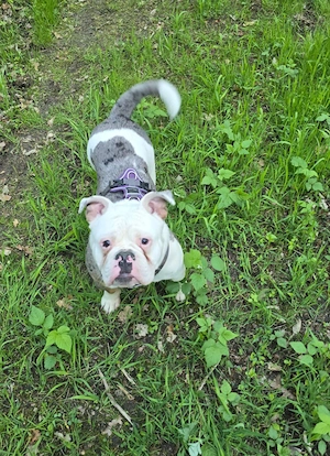 Old english bulldog zum deckrüde an. kein Verkauf..