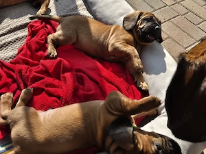 Hannoversche Schweißhunde