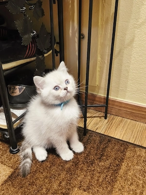  2 BKH Katerchen  Bild 10