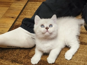  2 BKH Katerchen  Bild 2