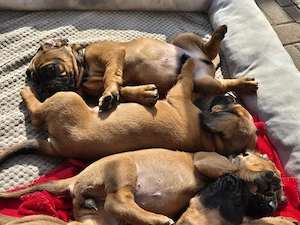Hannoversche Schweißhunde Welpen  Bild 5