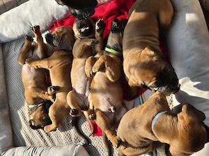 Hannoversche Schweißhunde Welpen  Bild 4