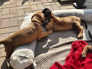 Hannoversche Schweißhunde Welpen  Bild 3
