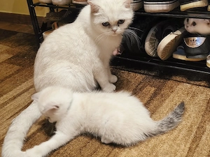  2 BKH Katerchen  Bild 3