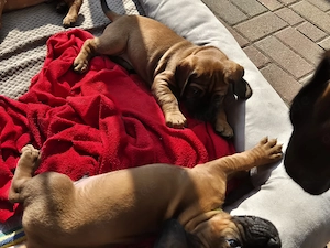 Hannoversche Schweißhunde Welpen  Bild 2