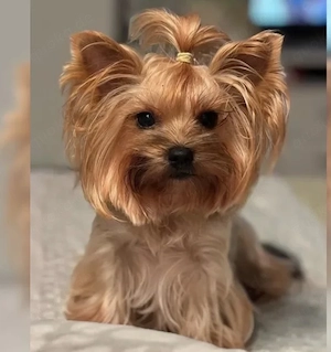 Yorkshire Terrier Wurfanküdigung