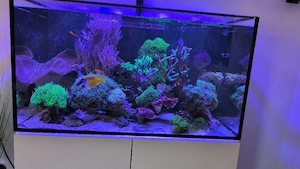 Aqua Medic Armatus 300 Komplettset | Radion LED | Toller Korallen- & Fischbesatz