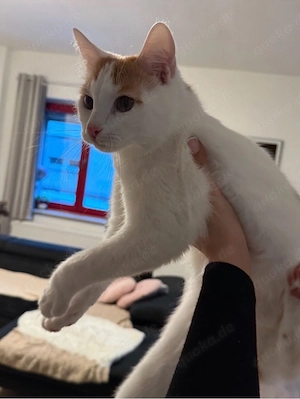 Akio sucht neues Zuhause