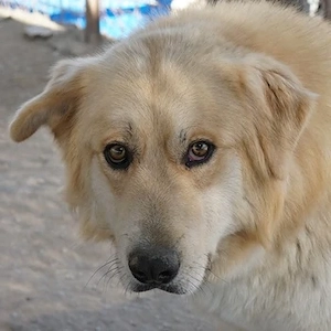 Tino, geb. ca. 03 2024, lebt in GRIECHENLAND, im städt. Tierheim Serres 