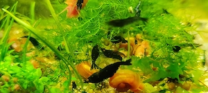Orange Eye Neocaridina davidi - Blue-Black Sapphire OE - Orange Eye - Garnele