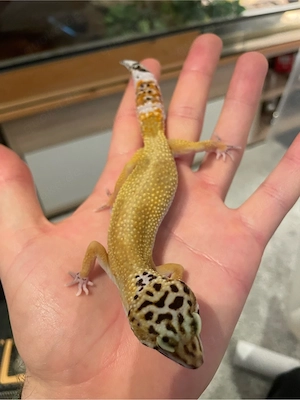 Leopardgecko Weibchen NZ 2025 