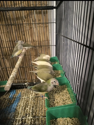 Gouldmadienen Babys 