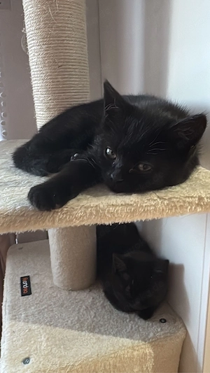 Zwei wunderschöne Siam-BKH-MIX schwarze Kater