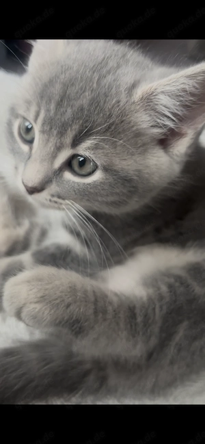 BKH-Mix Kitten Kater