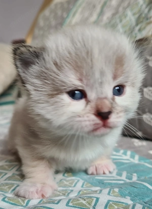 Sibirische Neva Masquarade Kitten 
