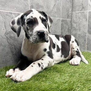 Süße Deutsche Doggenwelpen suchen ein neues Zuhause. Bild 6