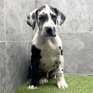 Süße Deutsche Doggenwelpen suchen ein neues Zuhause. Bild 4