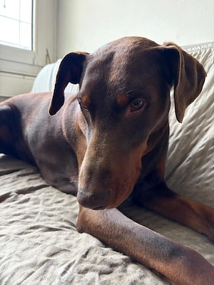  Erfahrener Doberman Deckhund.