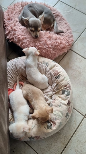 Zauberhafte Chihuahua Welpen (Rüden, kurzhaarig)