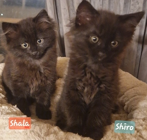 2 kleine Maine Coon Mix abzugeben