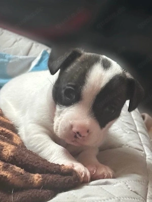 Jack Bully Bild 2