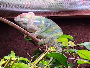 Pantherchamäleon Furcifer pardalis 09 2024 Männchen 
