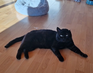 Freddy, lieb, verschmust, gemütlich
