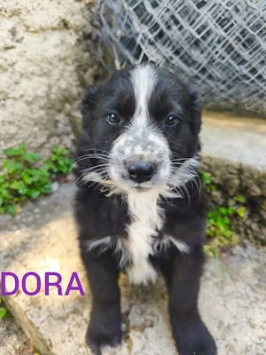 2 Border Collie Mix Welpen 2,5Mon Hündin bundesweit ausreisebereit 