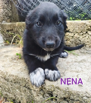 2 Border Collie Mix Welpen 2,5Mon Hündinnen bundesweit ausreisebereit 