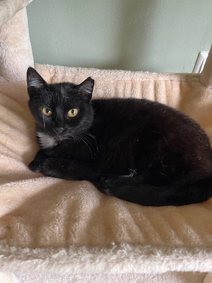 Sheba, sanft, super als Zweitkatze