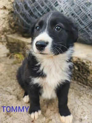 Border Collie Mix Rüde 3MON vom Hundetrainer aus Kroatien 