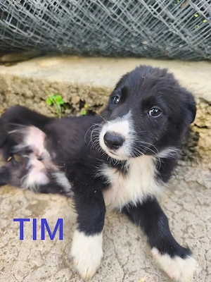5 Border Collie Mix Welpen Rüden BUNDESWEIT ausreisebereit 