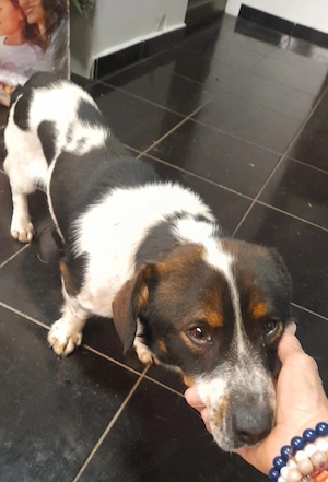 Buddy, 4 Jahre, lieb, unter 10 kg