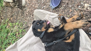 Rotti abzugeben 