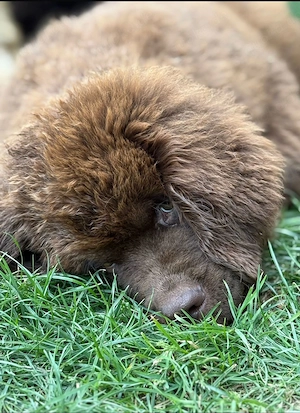 Wundervoller Neufundländer-Rüde Josef (1 Jahr) sucht ein liebevolles Zuhause 