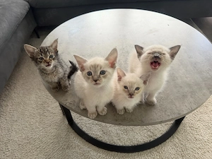Kitten 3 monate 