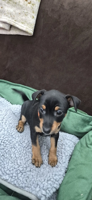Zwergpinscher Welpenweibchen  Bild 7