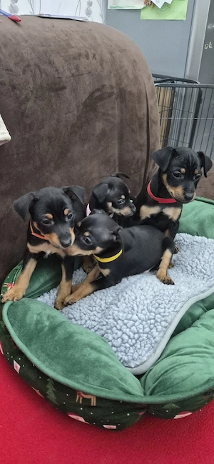 Zwergpinscher Welpenweibchen  Bild 6