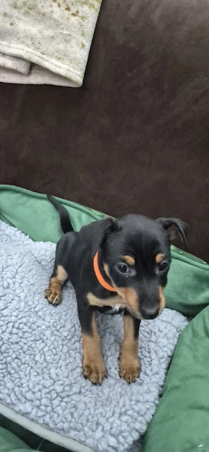 Zwergpinscher Welpenweibchen  Bild 5