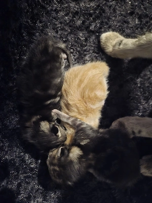 Bkh maine coon mix Junge