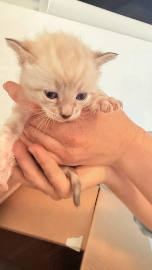 18. März drei Snow Lynx Bengal Kitten zur Welt gekommen  Bild 3