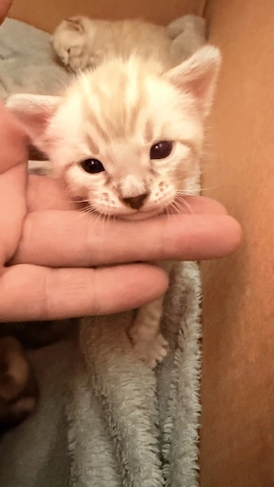 18. März drei Snow Lynx Bengal Kitten zur Welt gekommen  Bild 4