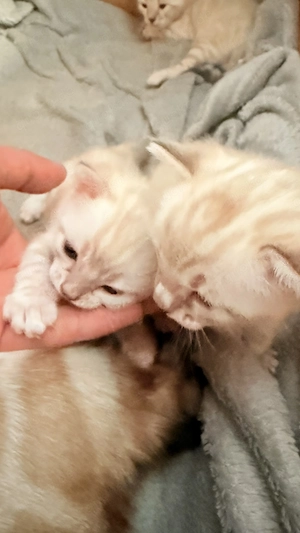 18. März drei Snow Lynx Bengal Kitten zur Welt gekommen  Bild 2