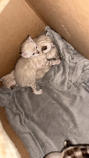 18. März drei Snow Lynx Bengal Kitten zur Welt gekommen  Bild 5