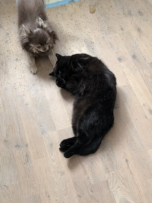 Chihuahua Hündin abzugeben mit BKH Katze 