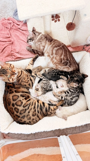 18. März drei Snow Lynx Bengal Kitten zur Welt gekommen  Bild 9