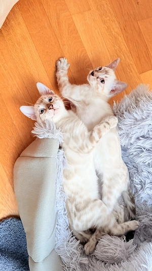 18. März drei Snow Lynx Bengal Kitten zur Welt gekommen  Bild 6