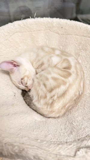 18. März drei Snow Lynx Bengal Kitten zur Welt gekommen  Bild 7
